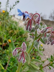 Borago officinalis