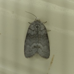 Polygrammate cadburyi
