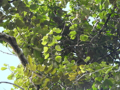 Elephantomene eburnea