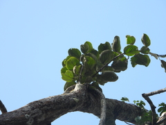 Elephantomene eburnea
