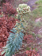Euphorbia characias