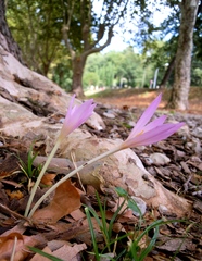 Colchicum longifolium