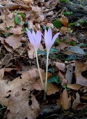 Colchicum longifolium