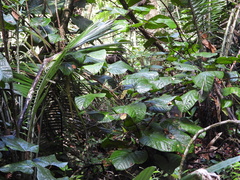 Elephantomene eburnea