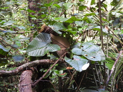 Elephantomene eburnea