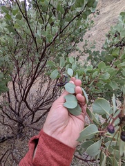 Arctostaphylos mewukka