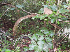 Elephantomene eburnea