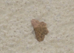 Idaea subsaturata