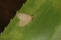 Biturix pellucida