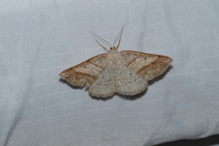 Petrophora subaequaria