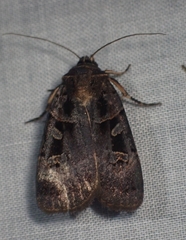 Pseudohermonassa tenuicula