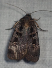 Pseudohermonassa tenuicula