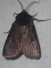 Euxoa velleripennis