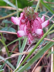 Onobrychis humilis