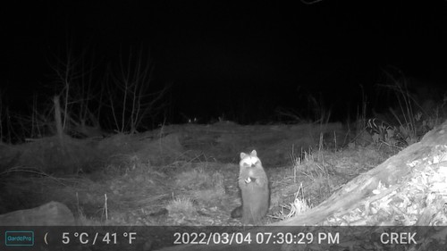 Common Raccoon photographed in West Virginia