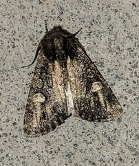 Hexorthodes serrata