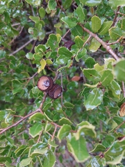 Quercus coccifera