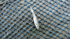 Opsariichthys pachycephalus