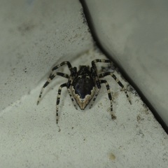 Euryopis funebris