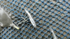 Opsariichthys pachycephalus