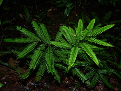 Adiantum fuliginosum