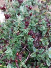 Cistus crispus