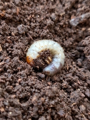 Phyllophaga cribrosa