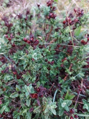 Cistus crispus