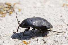 Aellopus atratus