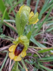 Ophrys lutea