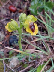Ophrys lutea
