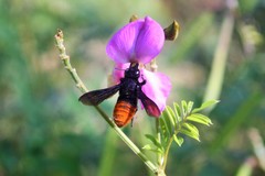 Megachilini