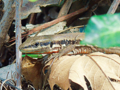 Phoenicolacerta laevis