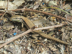 Phoenicolacerta laevis