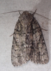 Acronicta increta