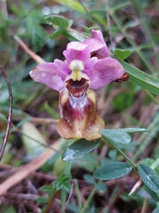 Ophrys tenthredinifera