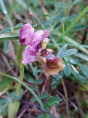 Ophrys tenthredinifera