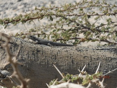 Pristurus flavipunctatus