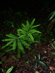 Adiantum fuliginosum