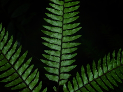 Adiantum fuliginosum