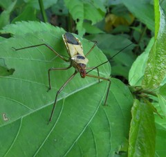 Zelus ruficeps