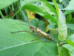 Zelus ruficeps