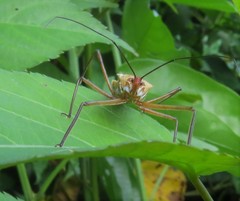 Zelus ruficeps
