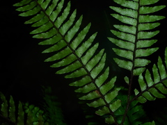 Adiantum fuliginosum
