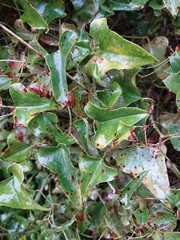 Smilax aspera