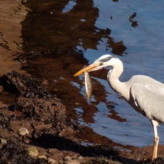 Ardea cinerea