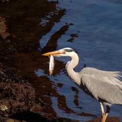 Ardea cinerea