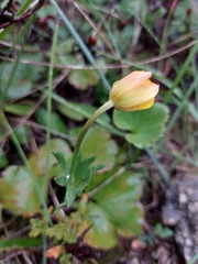 Anemone palmata