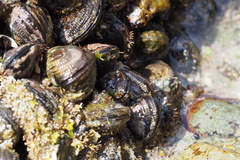 Septifer bilocularis