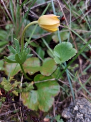 Anemone palmata